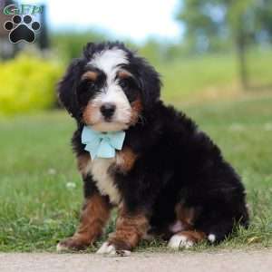 A Boy Named Sue, Mini Bernedoodle Puppy